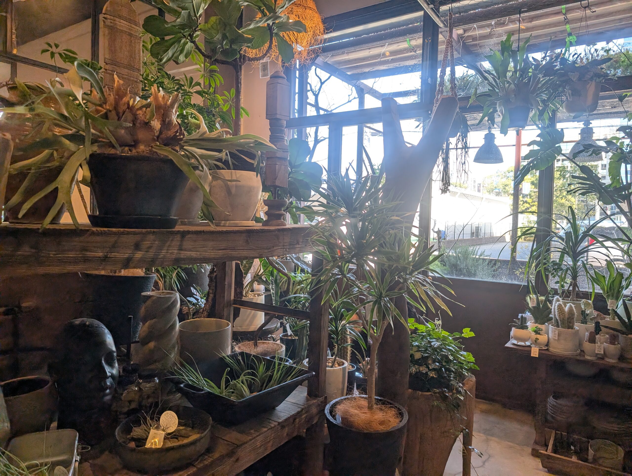 CASICA 観葉植物エリア2