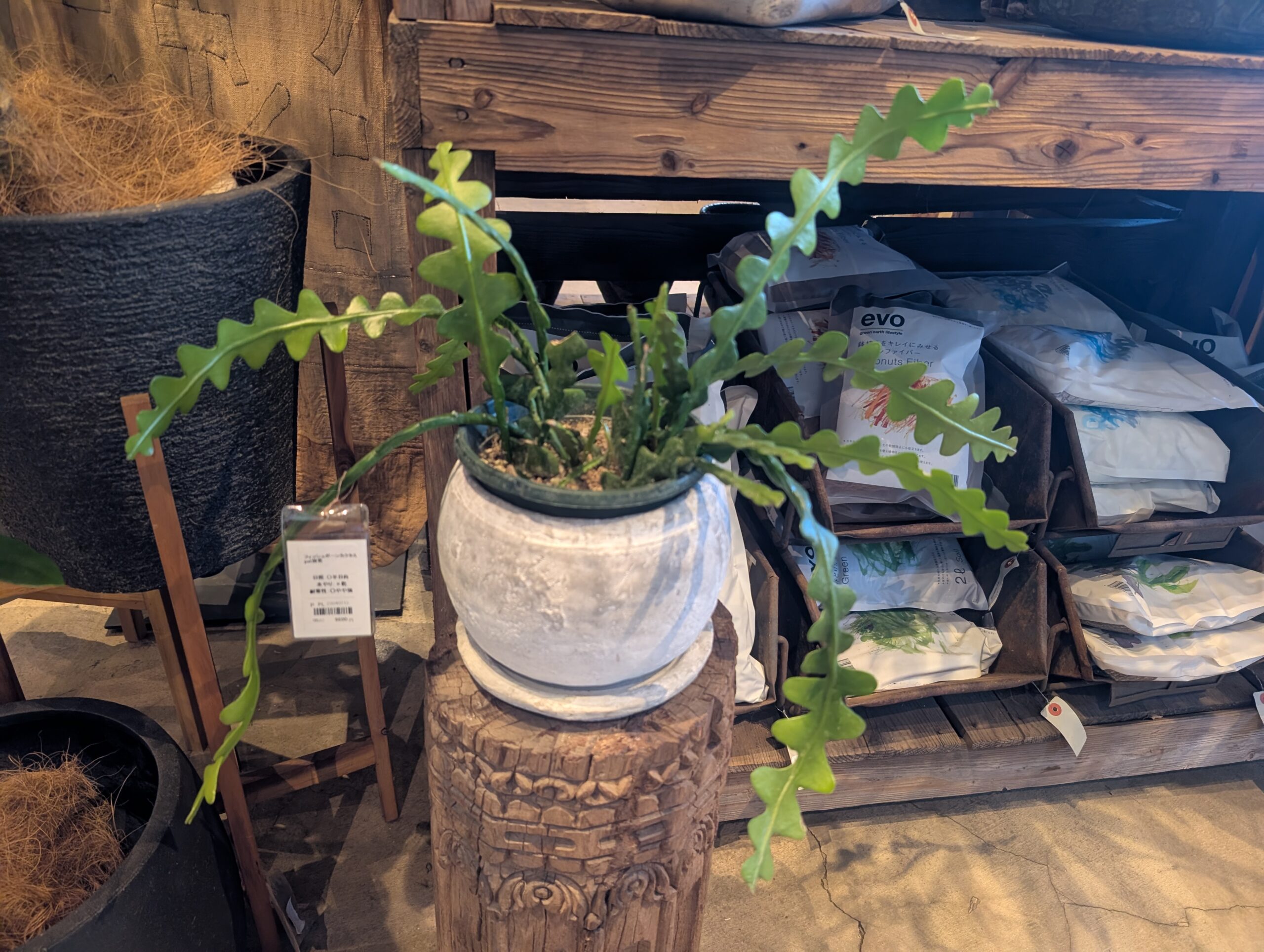 CASICA 観葉植物エリア3