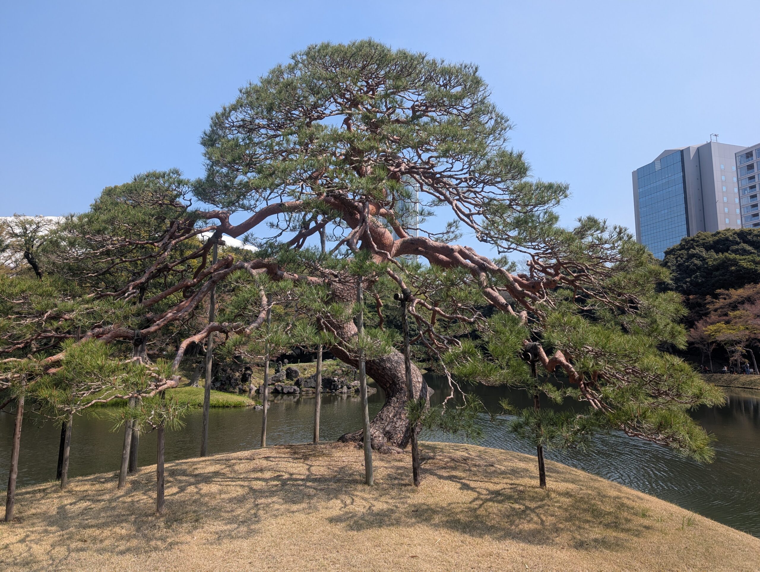 小石川後楽園の立派な松