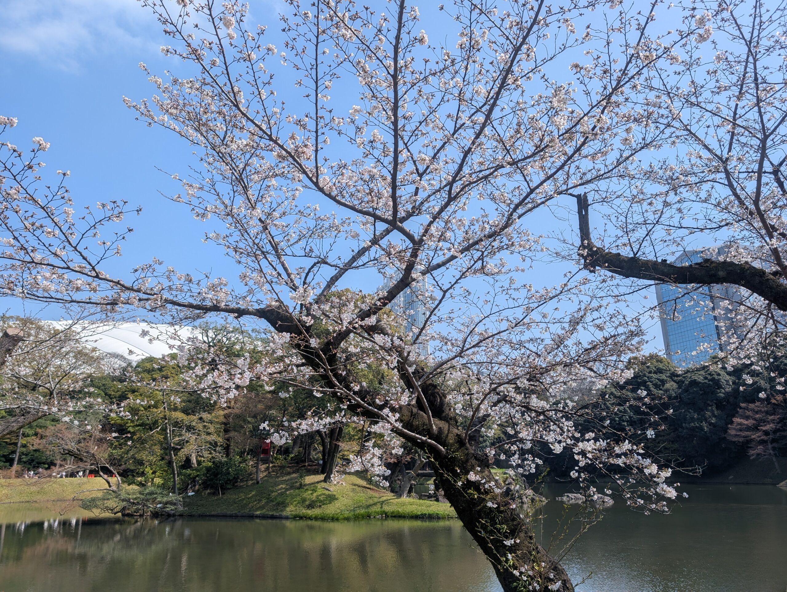 小石川後楽園のソメイヨシノ