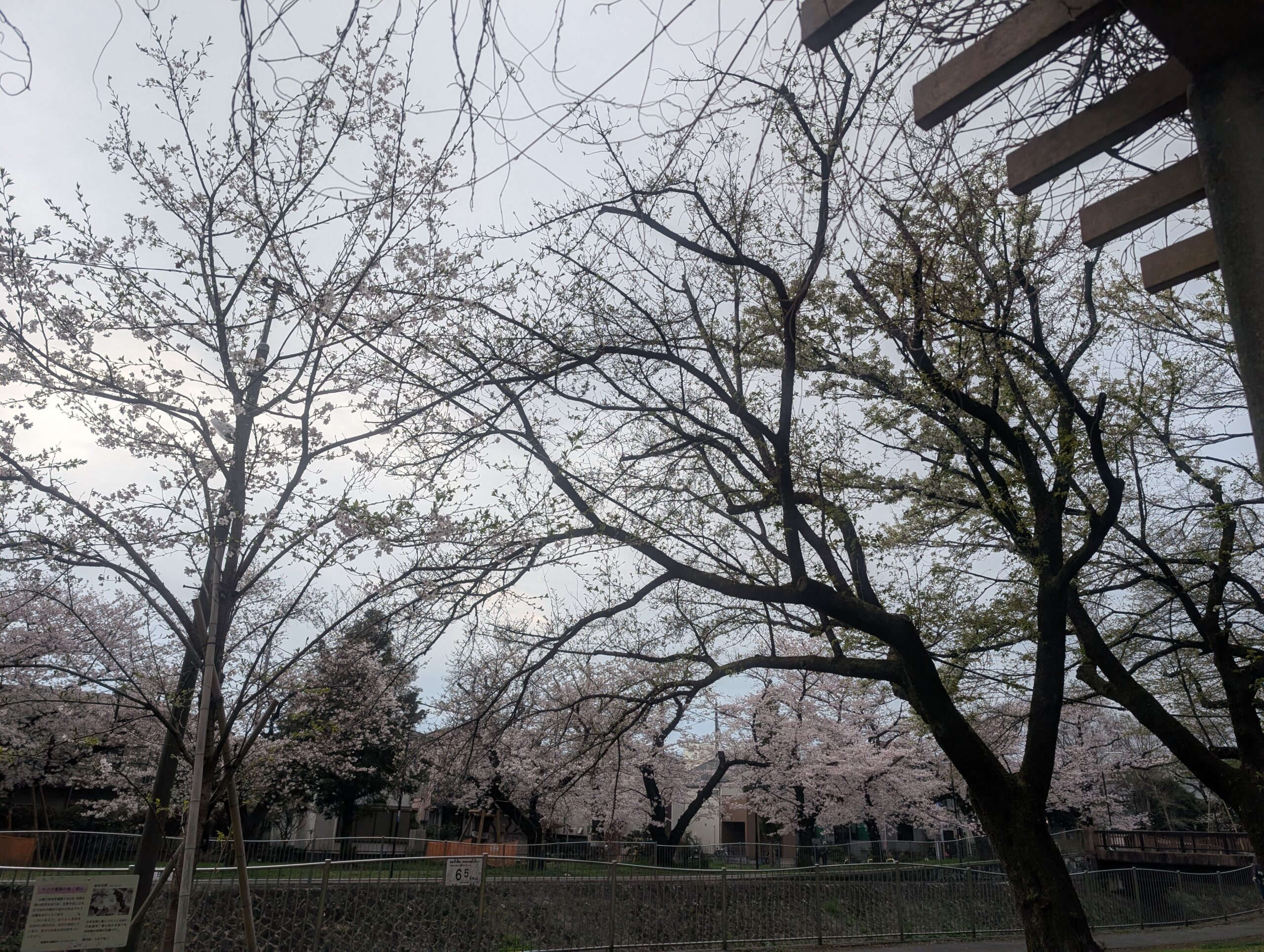 善福寺川緑地の早朝の桜