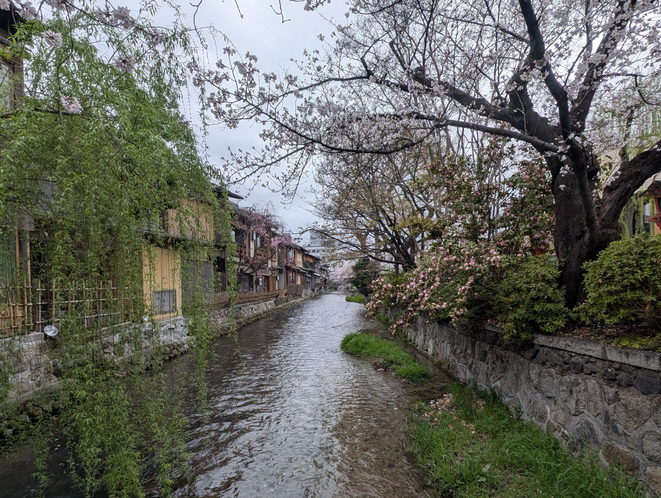 祇園白川と桜