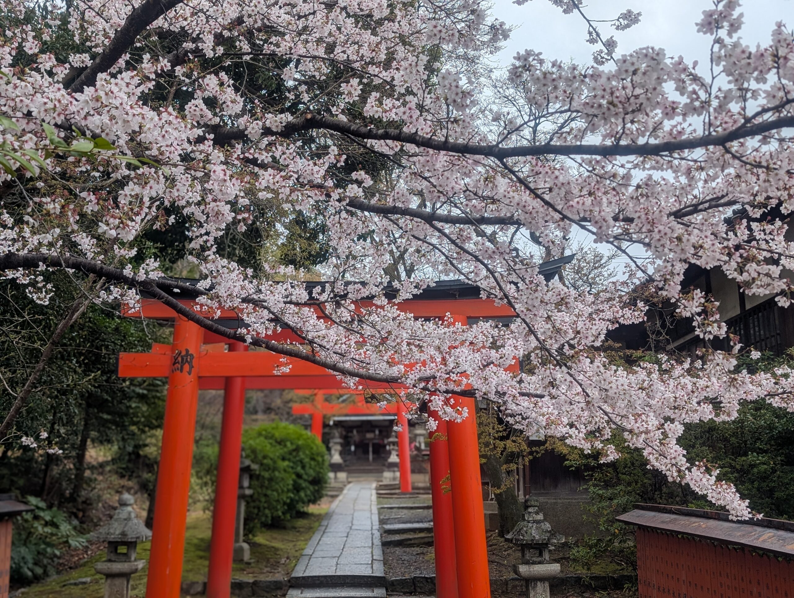 竹中稲荷社と桜