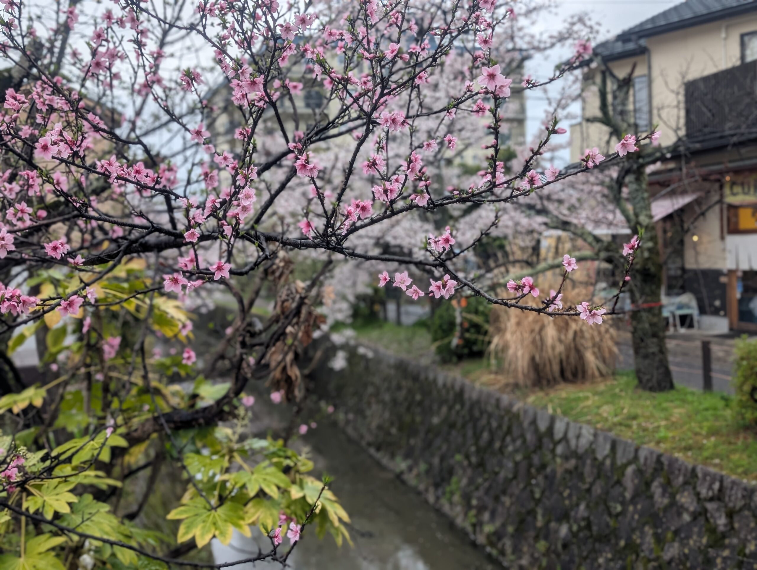 哲学の道と桜