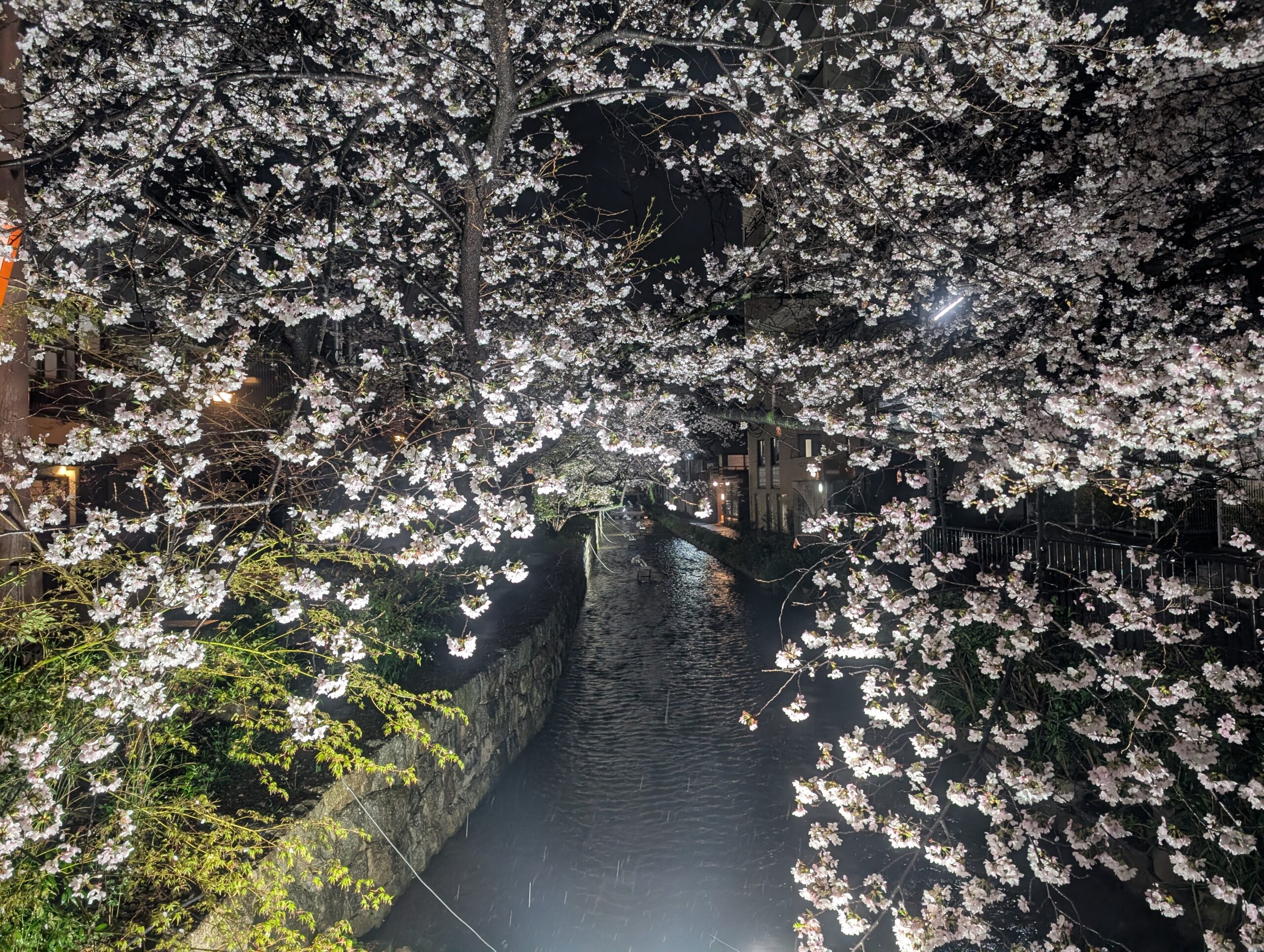 高瀬川のライトアップされた桜