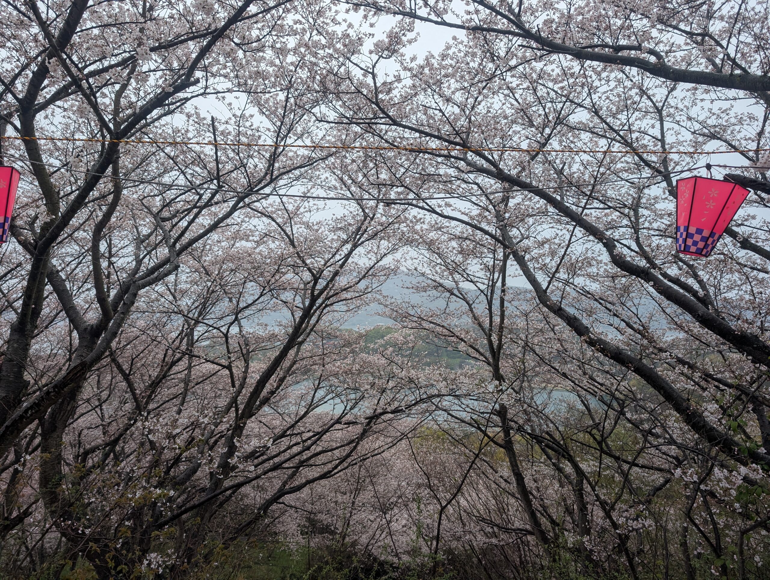 塔の峰千本桜