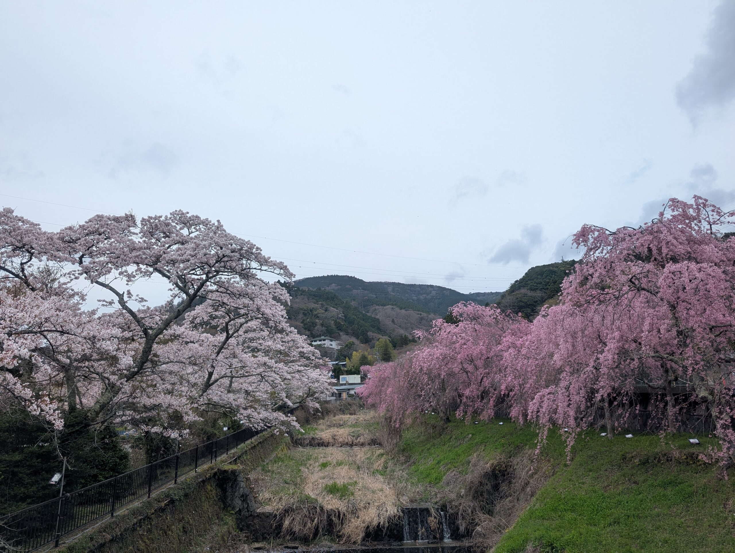 宮城野早川の桜と枝垂桜