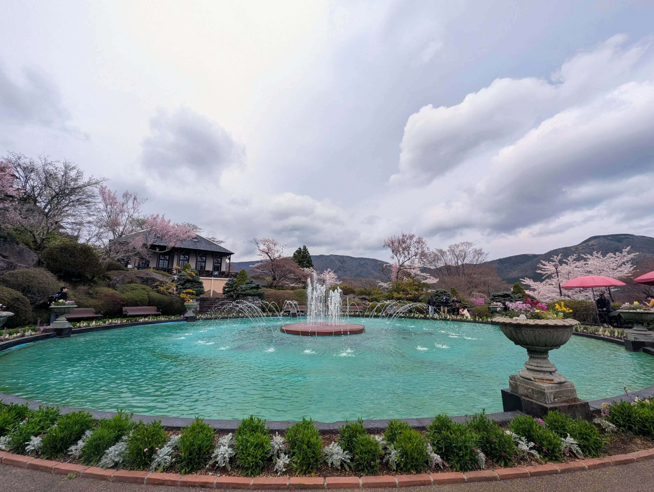 桜が満開の強羅公園