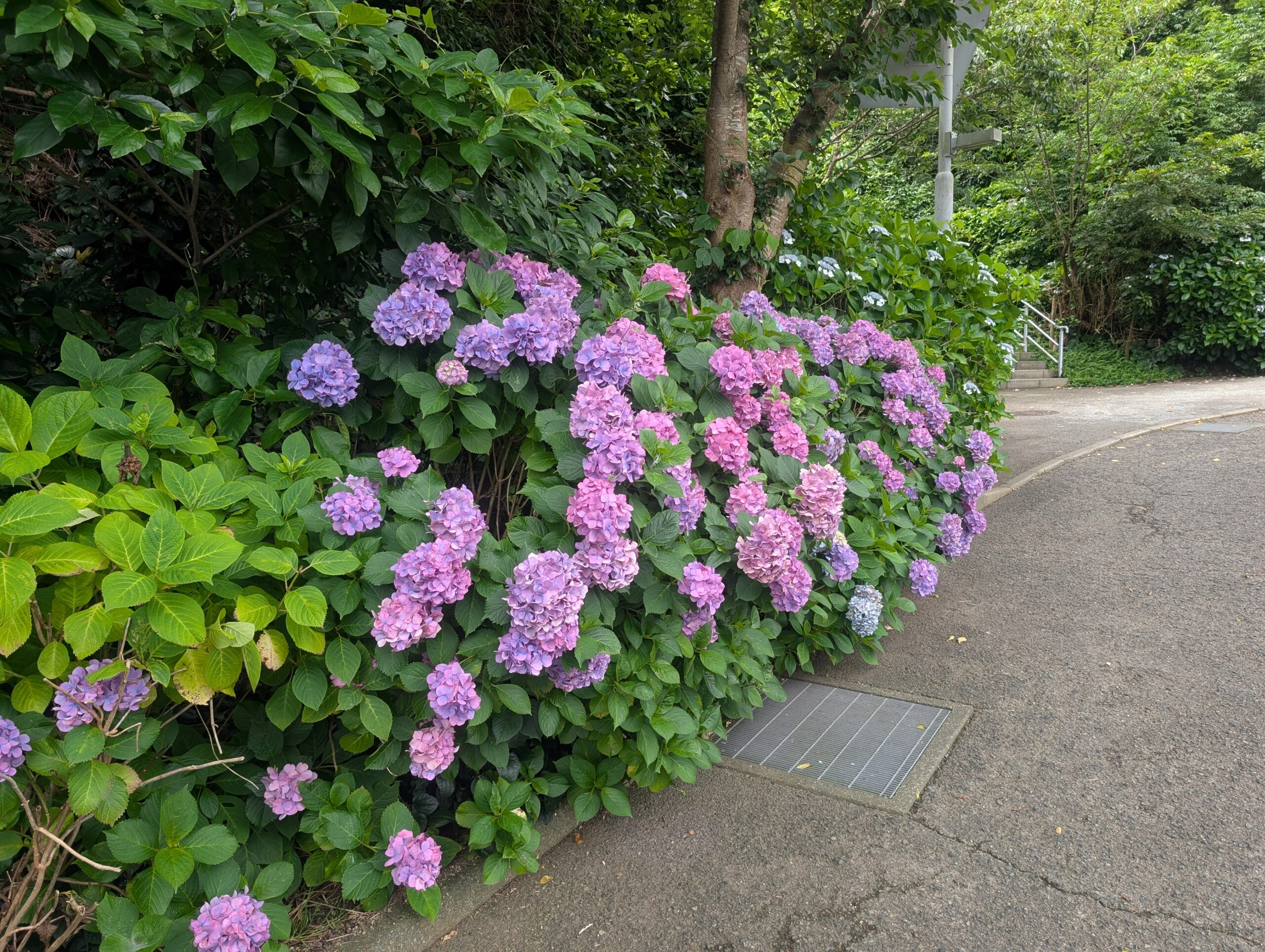 観音崎公園に咲く青紫色のアジサイ