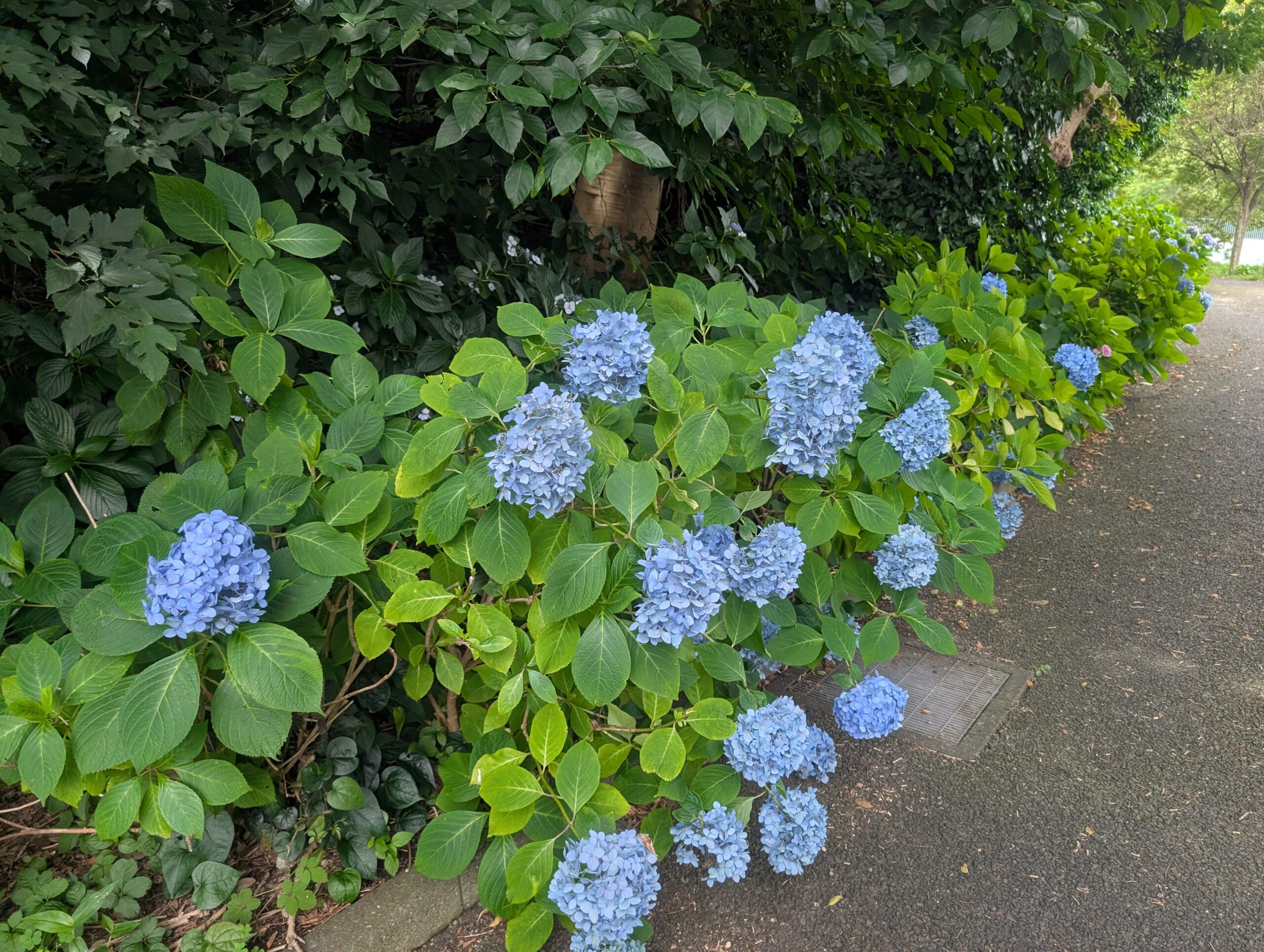 神奈川県立観音崎公園で6月下旬に咲いていたアジサイ