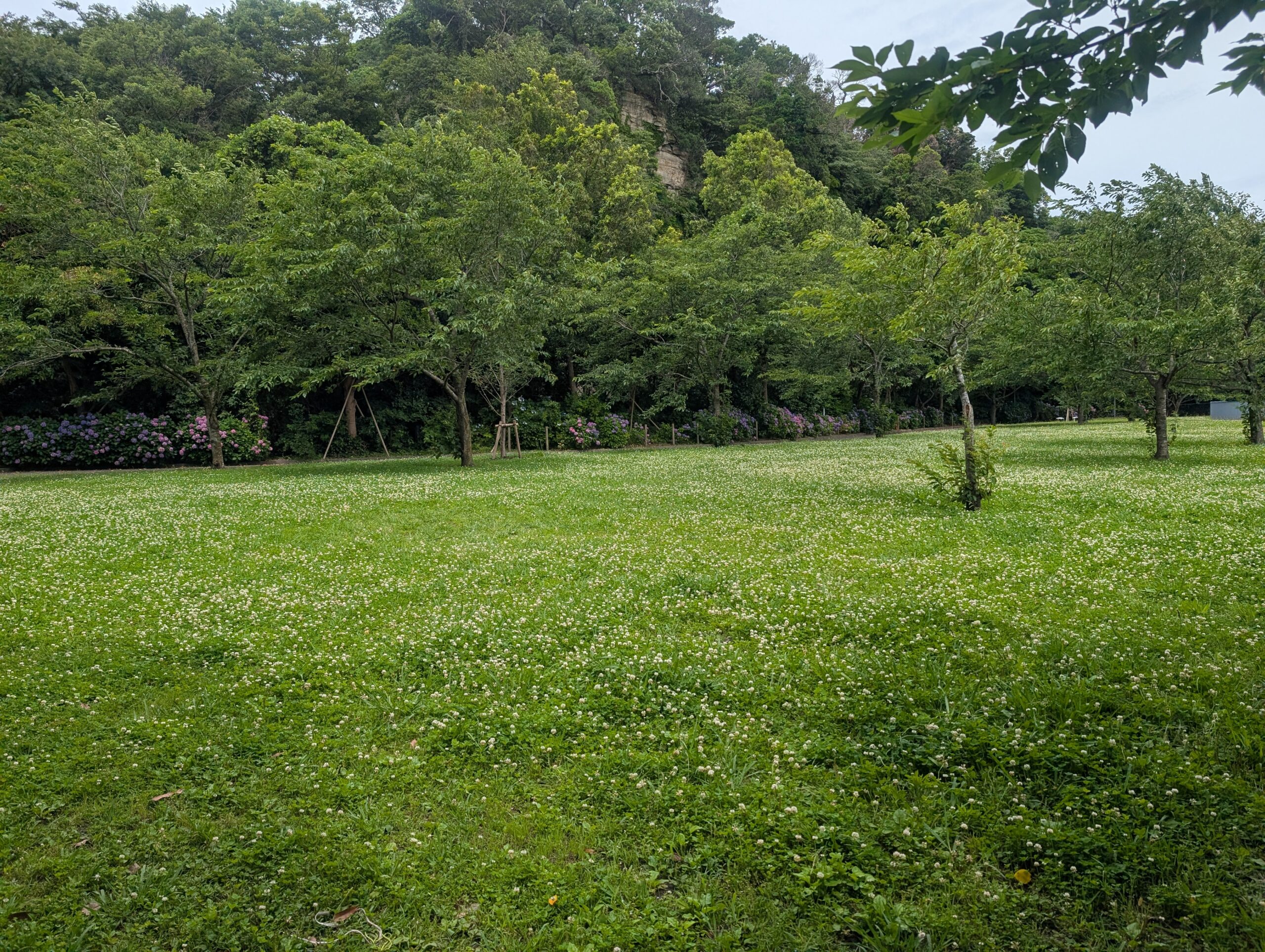 神奈川県立観音崎公園の緑の絨毯のような風景